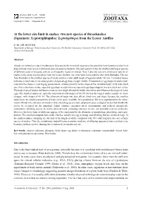 Zootaxa, at the Lower Size Limit in Snakes