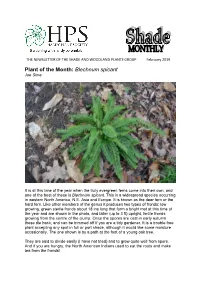 Blechnum Spicant Joe Sime