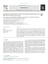 Imaging the Developing Human External and Internal Urogenital Organs with Light Sheet ﬂuorescence Microscopy T