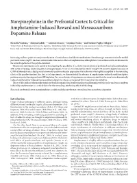 Norepinephrine in the Prefrontal Cortex Is Critical for Amphetamine-Induced Reward and Mesoaccumbens Dopamine Release