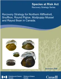 Recovery Strategy for Northern Riffleshell, Snuffbox, Round Pigtoe, Mudpuppy Mussel and Rayed Bean in Canada