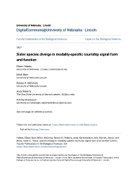 Sister Species Diverge in Modality-Specific Courtship Signal Form and Function