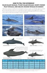 How to Tell the Difference: False Killer Whales, Pygmy