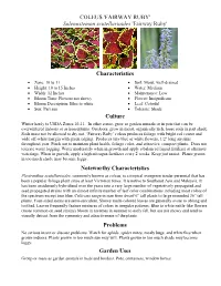 COLEUS 'FAIRWAY RUBY' Solenostemon Scutellarioides 'Fairway Ruby' Characteristics Culture Noteworthy Characteristics Problems Ga