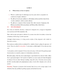 Lecture 6 (I) Phloem Tissue Or Bast Or Leptome