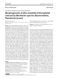 Morphogenesis of Ulva Mutabilis (Chlorophyta) Induced by Maribacter Species (Bacteroidetes, Flavobacteriaceae)