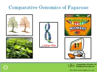 Comparative Genomics of Fagaceae