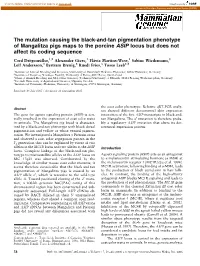 The Mutation Causing the Black-And-Tan Pigmentation Phenotype of Mangalitza Pigs Maps to the Porcine ASIP Locus but Does Not Affect Its Coding Sequence