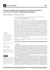 Genomic Insights Into Drug Resistance Determinants in Cedecea Neteri, a Rare Opportunistic Pathogen