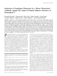 Desmoglein 3 Amino-Terminal Adhesive Interface of Mouse