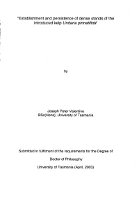 Establishment and Persistence of Dense Stands of the Introduced Kelp Undaria Pinnatifida"