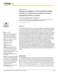 Expression Patterns of Slit and Robo Family Members in Adult Mouse Spinal Cord and Peripheral Nervous System