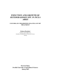 Infection and Growth of Heterobasidion Spp. in Picea Abies