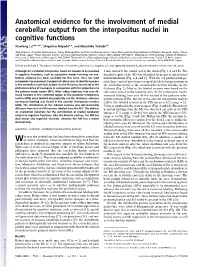 Anatomical Evidence for the Involvement of Medial Cerebellar Output from the Interpositus Nuclei in Cognitive Functions