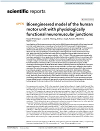Bioengineered Model of the Human Motor Unit with Physiologically Functional Neuromuscular Junctions Rowan P