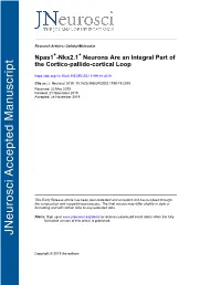Npas1+-Nkx2.1+ Neurons Are an Integral Part of the Cortico-Pallido-Cortical Loop