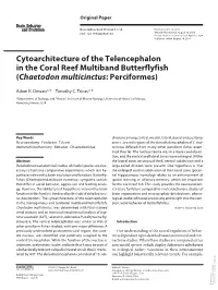 Cytoarchitecture of the Telencephalon in the Coral Reef Multiband Butterflyfish (Chaetodon Multicinctus: Perciformes)
