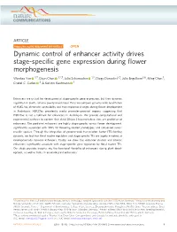 Dynamic Control of Enhancer Activity Drives Stage-Specific Gene