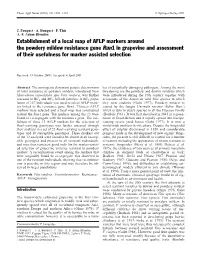 Establishment of a Local Map of AFLP Markers Around the Powdery
