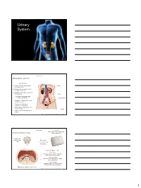 Urinary System