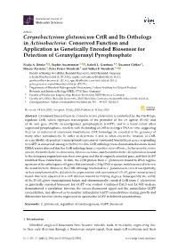 Corynebacterium Glutamicum Crtr and Its Orthologs in Actinobacteria