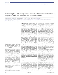 Reinforcing the LINC Complex Connection to Actin Filaments: The