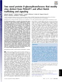 Two Novel Protein O-Glucosyltransferases That Modify Sites Distinct from POGLUT1 and Affect Notch Trafficking and Signaling