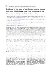 Evidence of the Role of Predatory Ants in Natural Pest Control in Banana-Sugarcane Rotation Systems