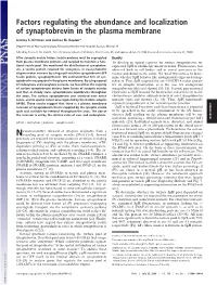 Factors Regulating the Abundance and Localization of Synaptobrevin in the Plasma Membrane
