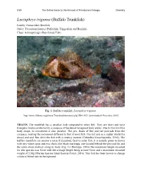 Lactophrys Trigonus (Buffalo Trunkfish)