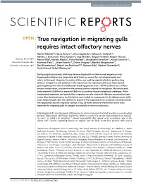 True Navigation in Migrating Gulls Requires Intact Olfactory Nerves