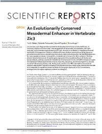 An Evolutionarily Conserved Mesodermal Enhancer in Vertebrate Zic3 Received: 11 May 2018 Yuri S