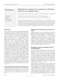 Siderophore-Mediated Iron Acquisition in Bacillus Anthracis and Related Strains