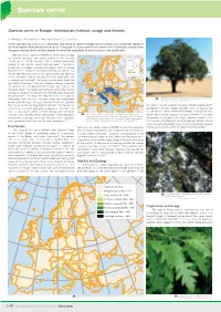 Quercus Cerris