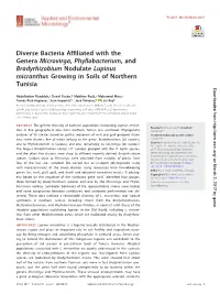 Diverse Bacteria Affiliated with the Genera Microvirga, Phyllobacterium