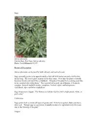 Sage Salvia Officinalis Garden Sage, Red Sage, Salvia Salvatrix Photo