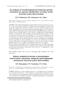 An Analysis of Morphological and Molecular Genetic Characters for Species Identification of Amber Snails Succinea Putris (Succineidae)