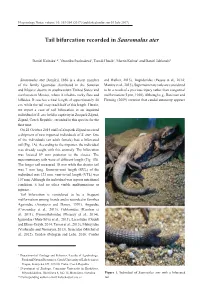 Tail Bifurcation Recorded in Sauromalus Ater