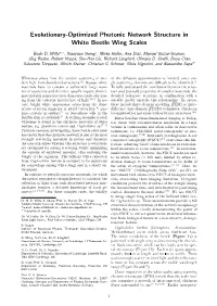 Evolutionary-Optimized Photonic Network Structure in White Beetle Wing Scales