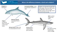 What Is the Difference Between a Shark and a Dolphin?