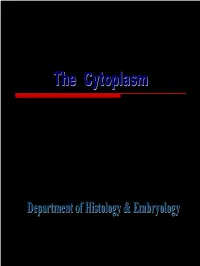 Endoplasmic Reticulum Layers of Endoplasmic Reticulum with Attached Ribosomes