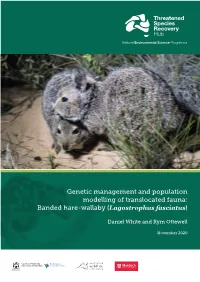 Genetic Management and Population Modelling of Translocated Fauna: Banded Hare-Wallaby (Lagostrophus Fasciatus)