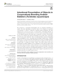 Intentional Presentation of Objects in Cooperatively Breeding Arabian Babblers (Turdoides Squamiceps)