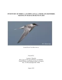 Inventory of Terns, Laughing Gulls, and Black Skimmers Nesting in Massachusetts in 2010