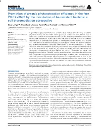 Promotion of Arsenic Phytoextraction Efficiency in the Fern