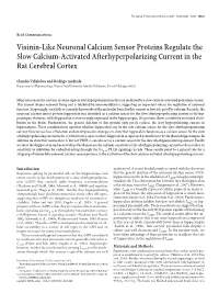 Visinin-Like Neuronal Calcium Sensor Proteins Regulate the Slow Calcium-Activated Afterhyperpolarizing Current in the Rat Cerebral Cortex