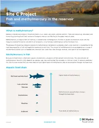 Learn More About Methylmercury in Fish