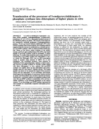 Translocation of the Precursor of 5-Enolpyruvylshikimate-3