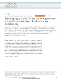 Exploiting Light Chains for the Scalable Generation and Platform Purification