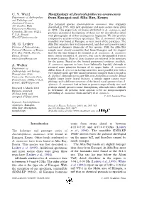 Morphology of Australopithecus Anamensis from Kanapoi and Allia Bay, Kenya